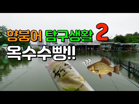 옥수수빵으로 향붕어 손맛터에서 붕어낚시를 해봤습니다