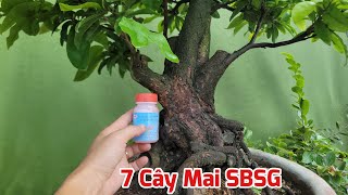 Ngày 13/05 - Bán 7 Cây Mai SBSG