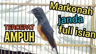 TERCEPAT❗murai batu betina gacor full isian ampuh sebagai pendongkrak murai agar emosi bongkar isian