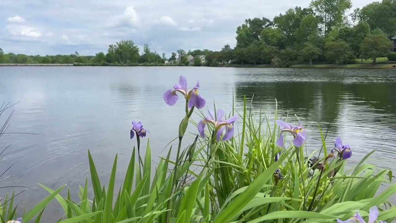 Fort Mill Summer Lake