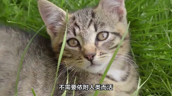 不瞒你说，“狸花猫”有这些表现，证明它是只好猫 - 天天要闻