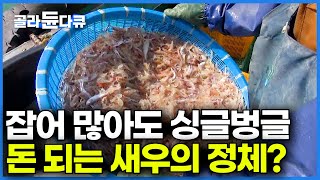 한 통에 수백만 원. 살도 없는데 몸값 비싼 새우의 정체? 젓새우 잡느라 바다에서 노숙하는 선장님│만선 젓새우잡이│극한직업│#골라듄다큐