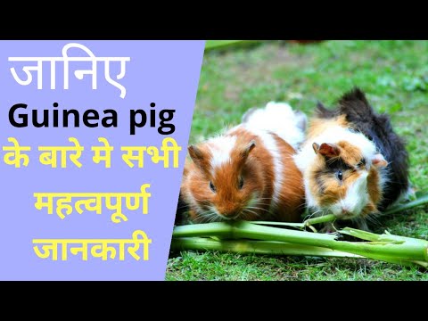 वीडियो: गिनी पिग एक सुअर क्यों है