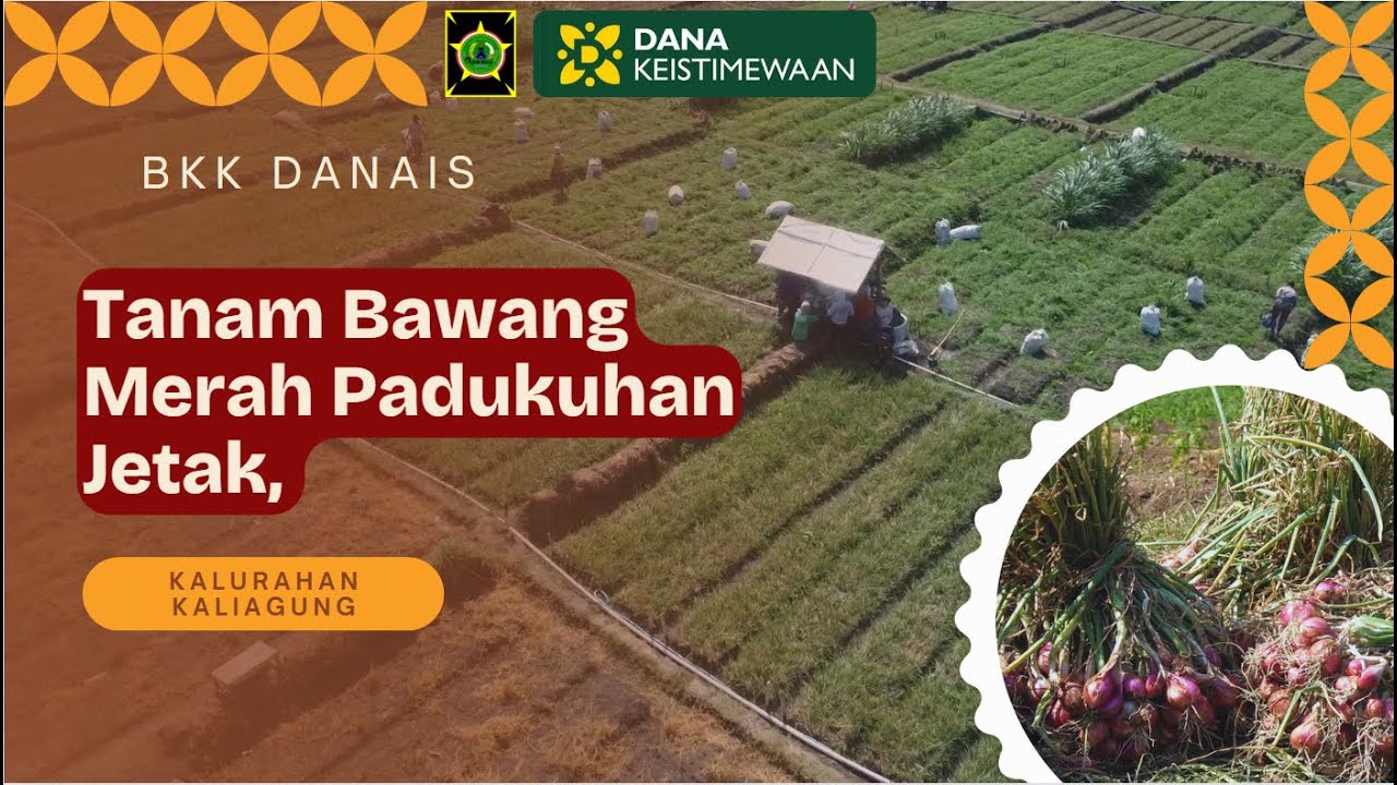BKK Danais - Tanam Bawang Merah Padukuhan Jetak, Kalurahan Kaliagung.