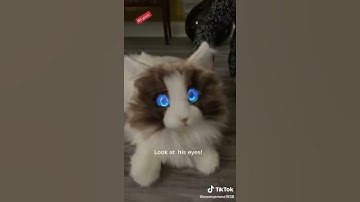 metaCat | A therapy robot that can heal your inner lonliness.