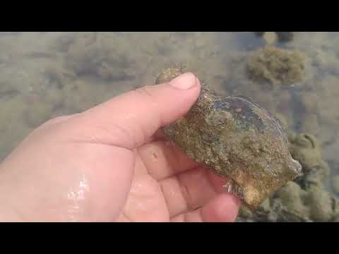 Samahan nyo Ako low tide manguha Tayo seashells nasa harap lang Bahay ito namin/yonily linda