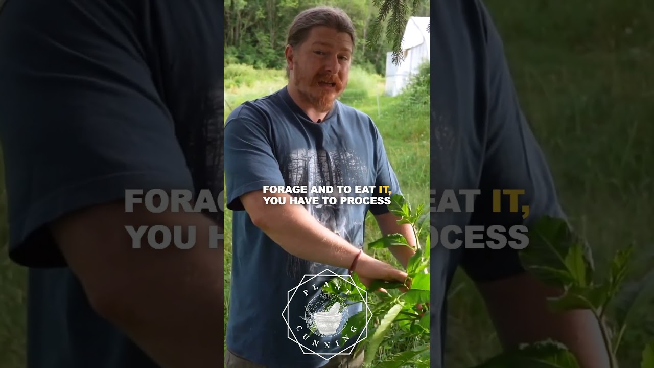 Top 5 Native Perennial Vegetables Part 4: Poke