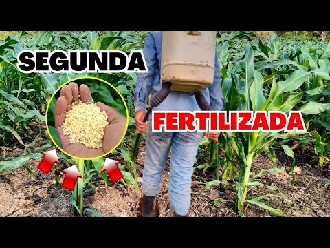 Video: Tiempos de aplicación de fertilizantes - Mejor momento del día y momento del año para fertilizar