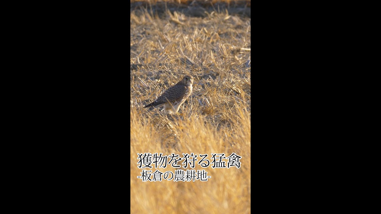 獲物を狩る猛禽 板倉の農耕地 Shorts Youtube
