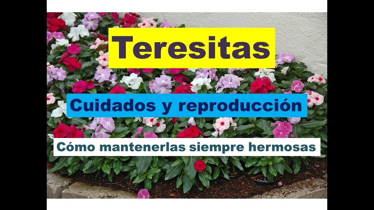 Teresitas siempre hermosas (Catharanthus roseus)/ vinca de Madagascar /Cuidados y reproducción