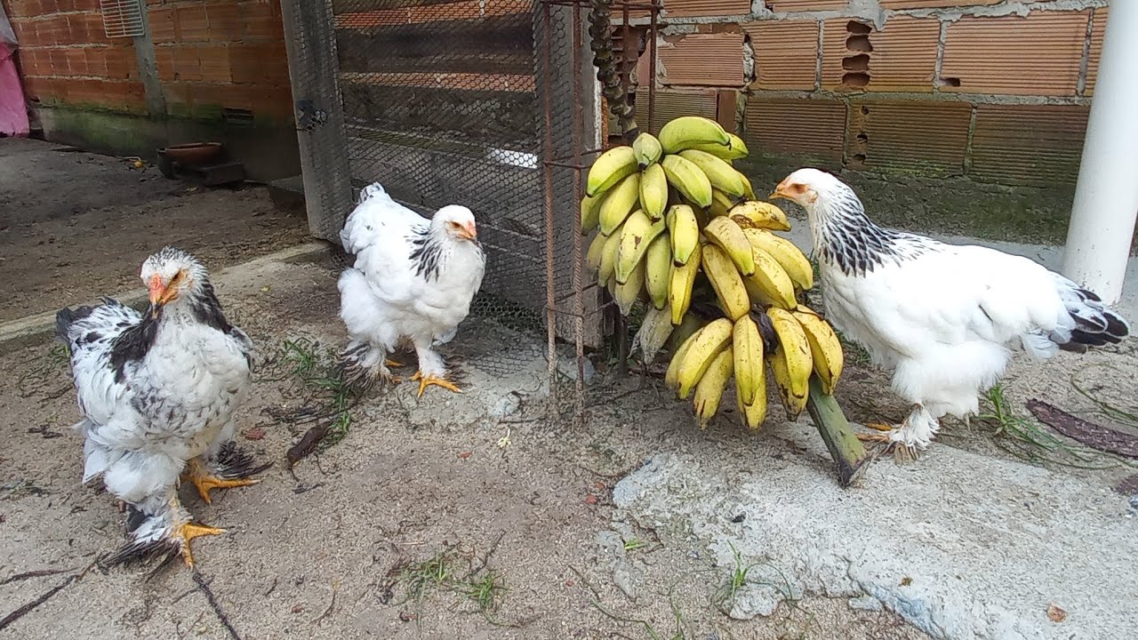 CRIAÇÃO DE BRAHMA LIGHT - PINTINHO RECUPERADO