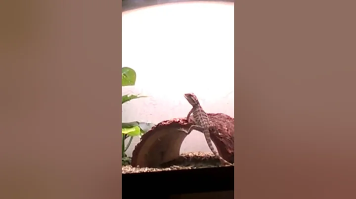 Baby bearded dragon waving