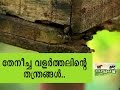 Bee keeping - Manorama News Nattupacha