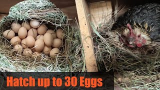A HEN HATCHING UP TO 30 EGGS || HOW TO GO ABOUT IT. #localchicken