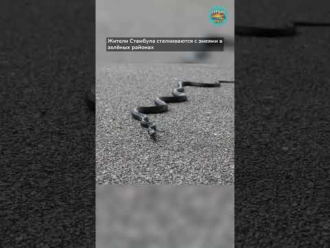 Жители Стамбула сталкиваются