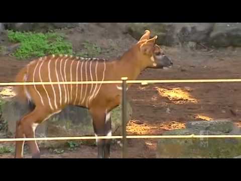 taronga-zoo-welcomes-rare-bongo-antelope