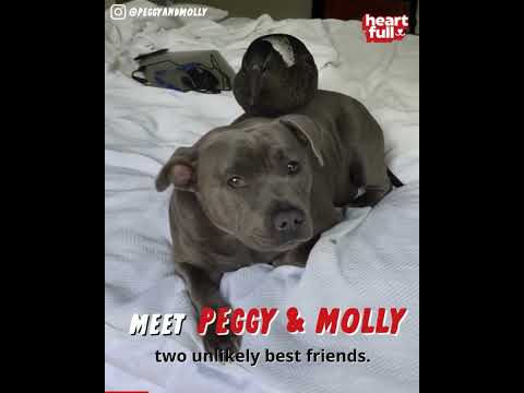 Meet Peggy And Molly! A Dog & Bird Friendship You've NEVER Seen Before