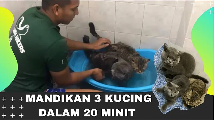 Watch the video about CARA MANDIKAN 3 EKOR KUCING DALAM 20 MINIT (REX BRITISH SHORTHAIR)