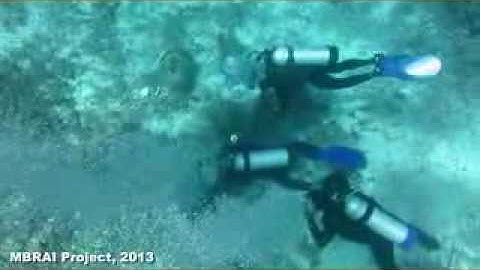 Autonomous Reefs Monitoring Structure (ARMS) Planting 1