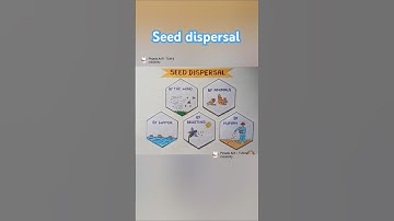 seed dispersal project drawing #seeds #seeddispersal #seedgermination #shorts #short