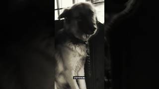 Dog speaks on caring for his kind. #dogs #dogowners #dogbreeders #dogbehavior #stupidgems #gsd
