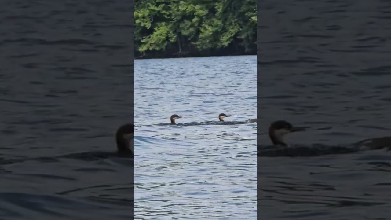 Merganser Mania