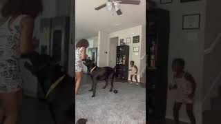 Cane Corso Protecting His Youngest Owner From Tickles