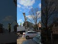 Week 1: Victor's House - Tree Removal