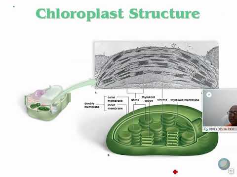 The Chloroplast and Mitochondria - YouTube