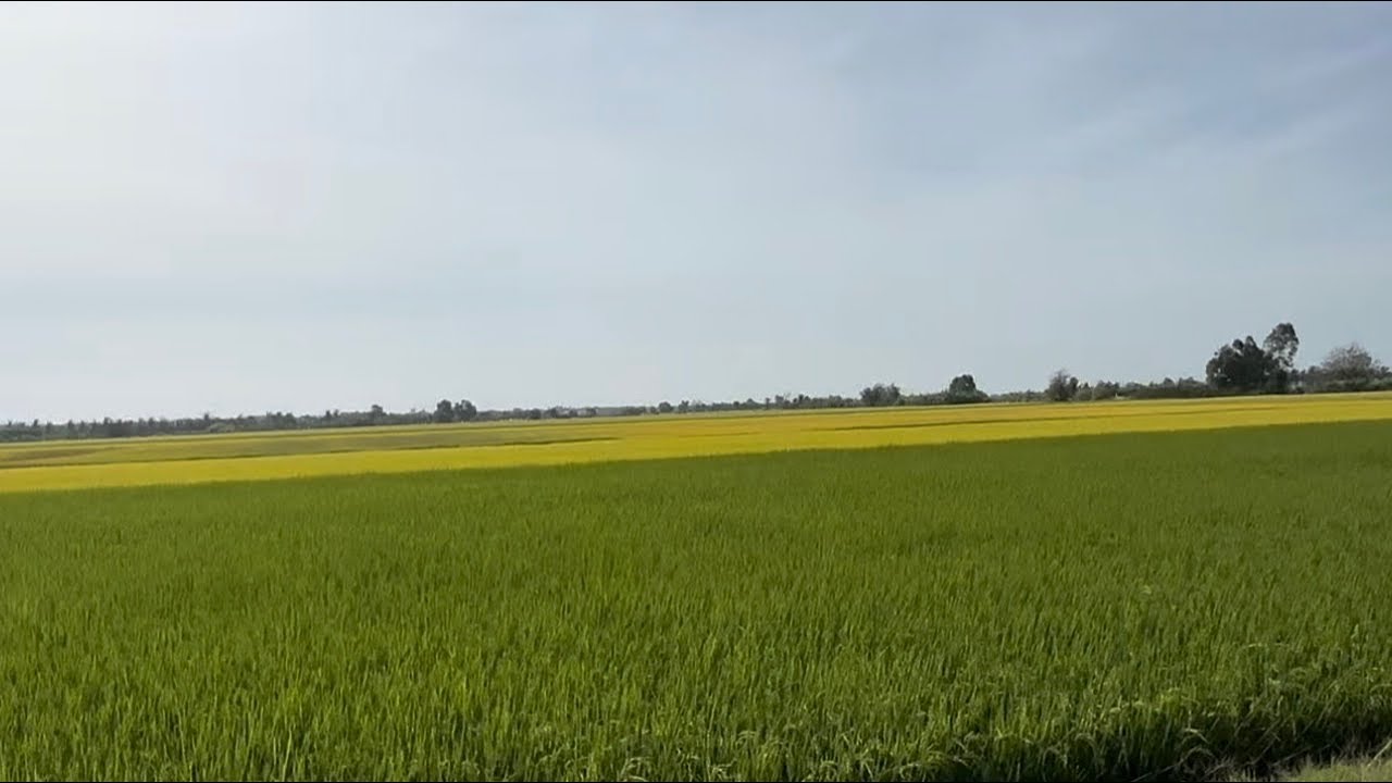 Ngắm cảnh làng quê ở xã Gia Thuận và xã Tân Đông (Tân Phước cũ) ở tỉnh Đồng Tháp (Tiền Giang cũ) 