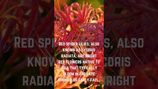 Red Spider Lilies - The Flowers of the Dead #shorts #interesting