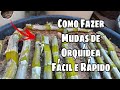 Como Fazer Mudas de Orquídea - Fácil e Rápido