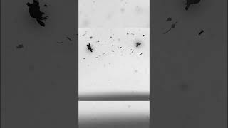 Miniaturepainting Oblomki Chuvstvfragments Of Feelings