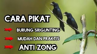 mikat burung srigunting||cara mudah mikat burung srigunting||mikat burung srigunting pakai MP3.