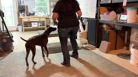 Testing for Stimulus Control-Sit (Exercise 6.2)