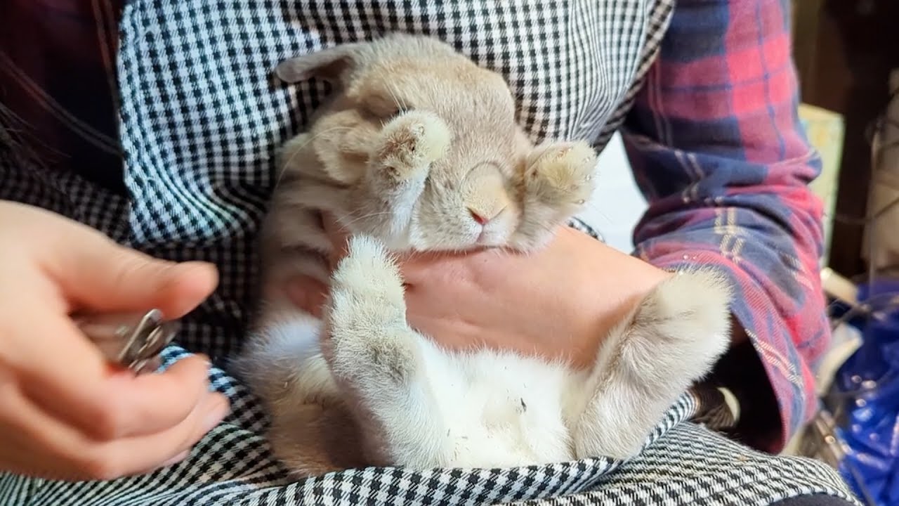 爪切られる瞬間が怖すぎて見ないようにお手々で目を隠してるうさぎさんが気の毒かわいい…