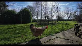 1 Hour English Garden in Spring with Chickens | Relaxing View - Natural Sounds (No Music) 4K
