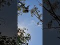 ewp up cutting branches