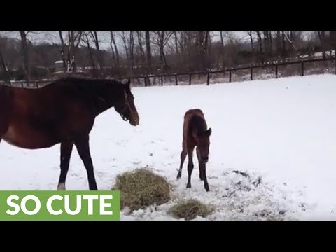 1-week-old-horse-plays-in-the-snow