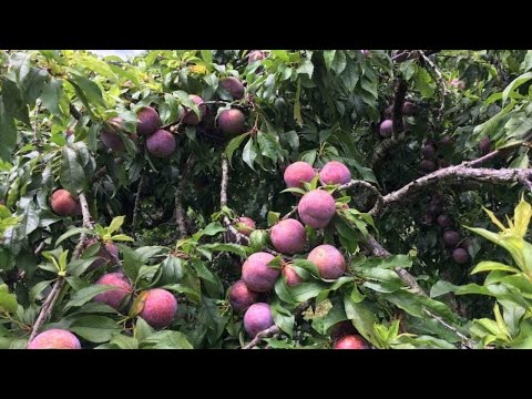 Cách chăm sóc cây mận sau thu hoạch đạt năng suất cao 2023 mới nhất Cách chăm sóc cây mận sau thu hoạch đạt năng suất cao 2023 mới nhất