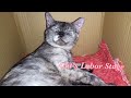 A Cat's Labor stages