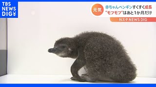 “モフモフ”はあと1か月だけ！すみだ水族館の赤ちゃんペンギン｜TBS NEWS DIG