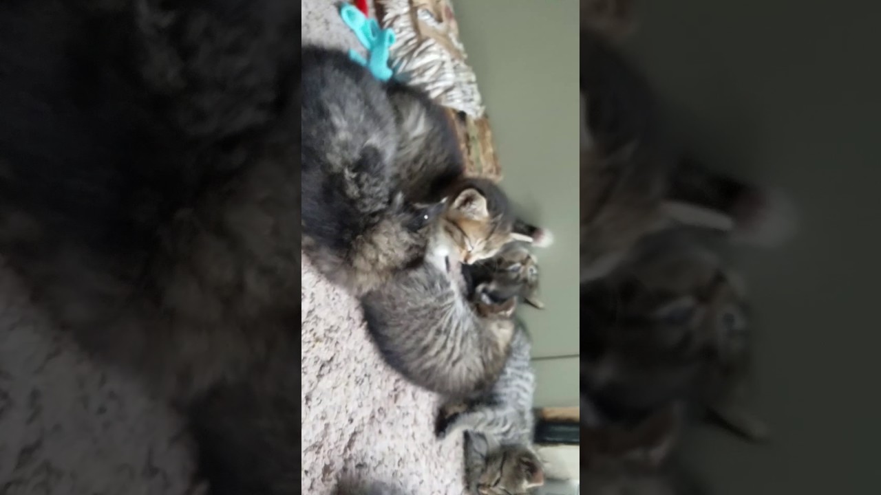 4 1/2 old manx kittens waking up