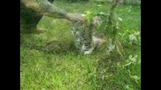 My Meena Angel Kitty Rip