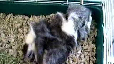 Watch the video about Thirsty Guinea Pig