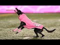 Dog sets frisbee record for longest catch during canadian football game