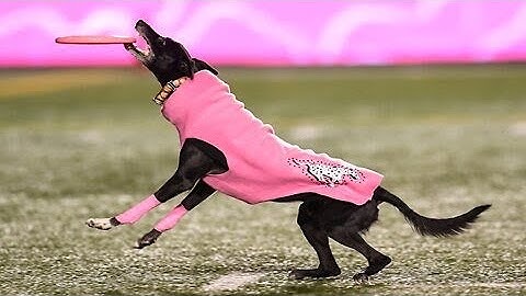 Dog sets frisbee record for longest catch during Canadian football game