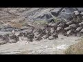 Wildebeest crossing the mara River
