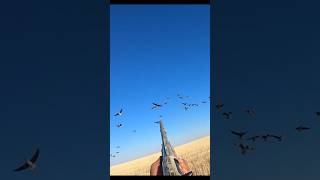 Goose Hunting In Kazakhstan / Шикарные Гусиные Налеты #Shorts #Goosehunting #Hunting