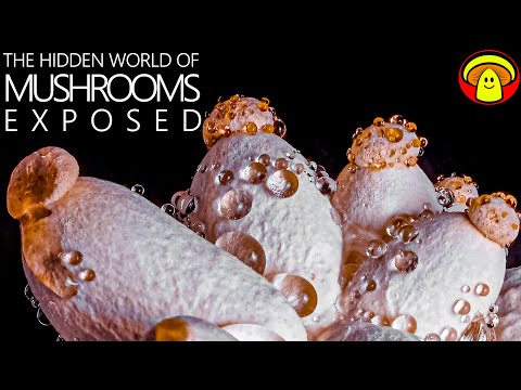 Growing Mushrooms at Home like You have never seen before | Macro Time Lapse